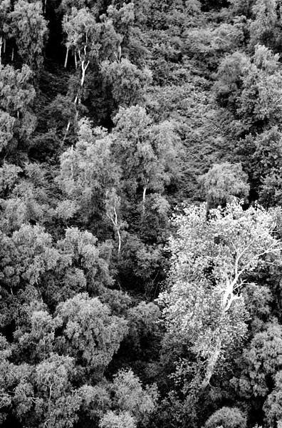 Click for original image 102k 396x600